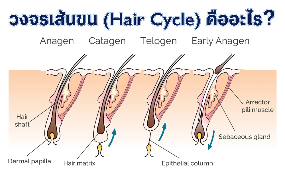 วงจรเส้นขน (Hair Cycle) คืออะไร